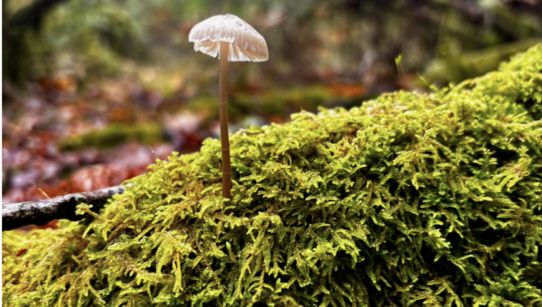 Why Mushroom Discovery is About Observation, Not Collection?
